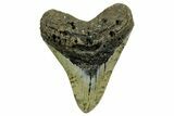 Fossil Megalodon Tooth - North Carolina #378020-1